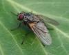 Phaonia rufipalpis